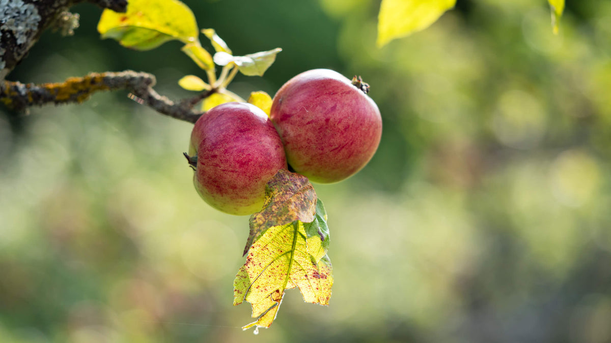 If You Get Bloated From An Apple, Something Might Be Missing From Your Food